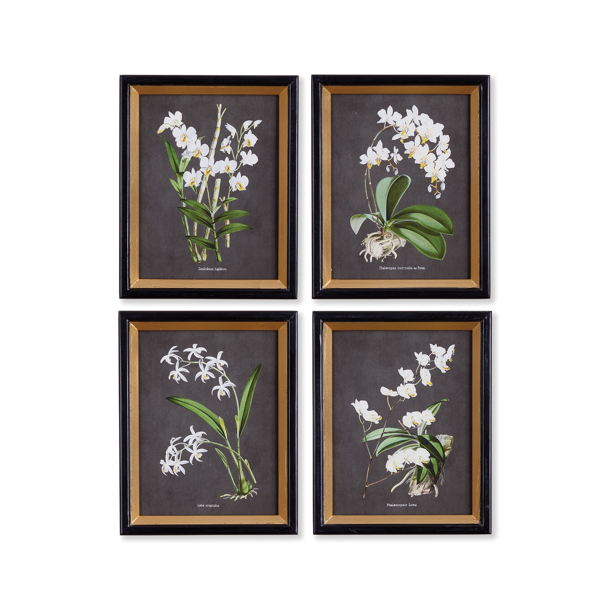 In a dramatic contrast of white on black, this Orchid Study, set of four is a striking look. Outfitted with a gold leaf & painted black frame, a formal choice for home or office.