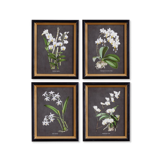 In a dramatic contrast of white on black, this Orchid Study, set of four is a striking look. Outfitted with a gold leaf & painted black frame, a formal choice for home or office.