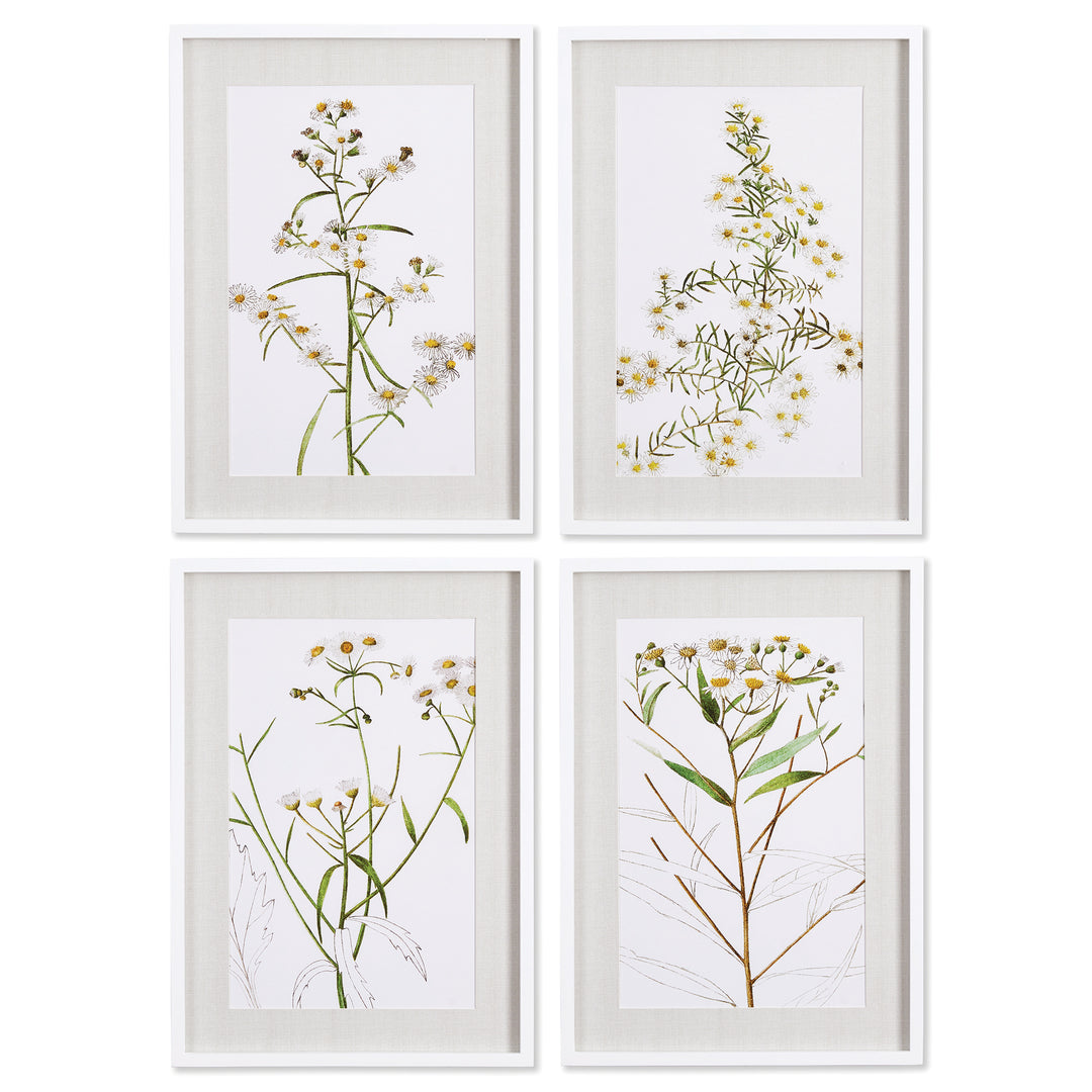 Daisy Prints, Set Of 4