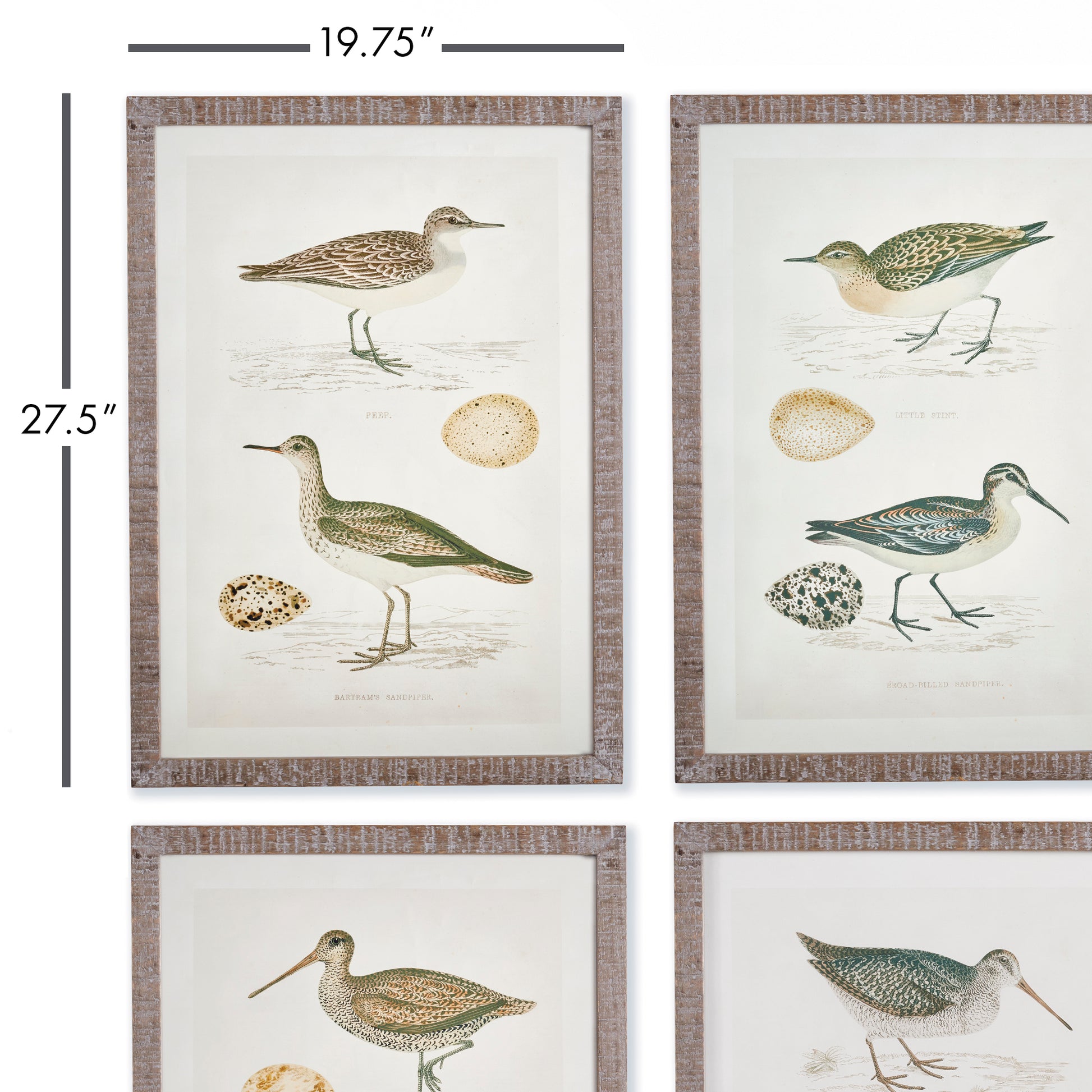 This set of classic coastal birds and their eggs highlights the natural beauty of the coast. An excellent option for those with a neutral color palette and coastal aesthetic. Set the ambiance of your space with these timeless coastal bird prints. Great for those who admire the pure, understated loveliness of nature. Ideal for enhancing neutral color schemes and coastal-inspired home decor.