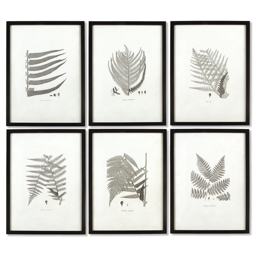 The structure and composition of these monochromatic fern studies make for a compelling set. No variations of green needed for this set of fern prints. A handsome look for any wall.