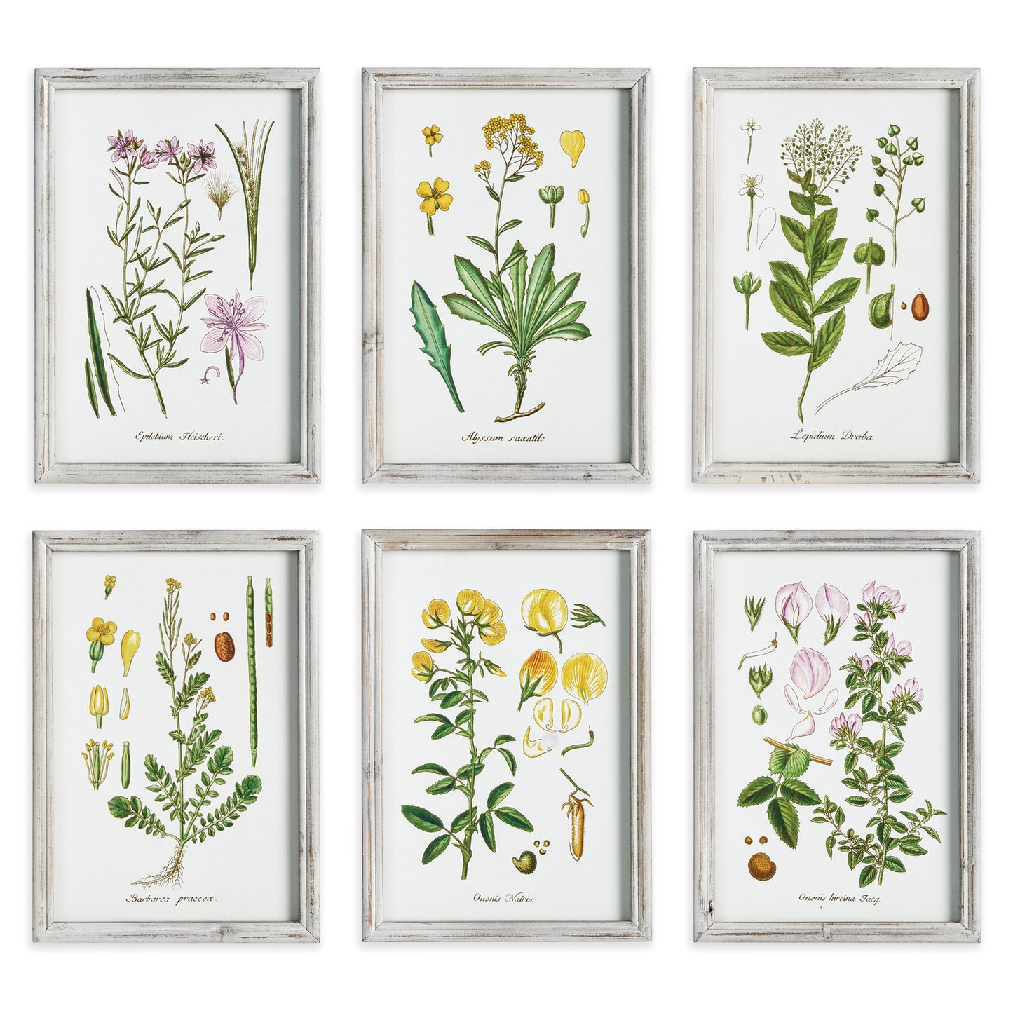 Illustrated in the style of a botanist's notes, this perennial botanical study set of 6 is proof of nature's beauty. Finished off with simple light grey wood frames. A fitting set for bedroom, study or sun room.