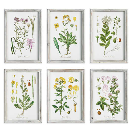 Illustrated in the style of a botanist's notes, this perennial botanical study set of 6 is proof of nature's beauty. Finished off with simple light grey wood frames. A fitting set for bedroom, study or sun room.