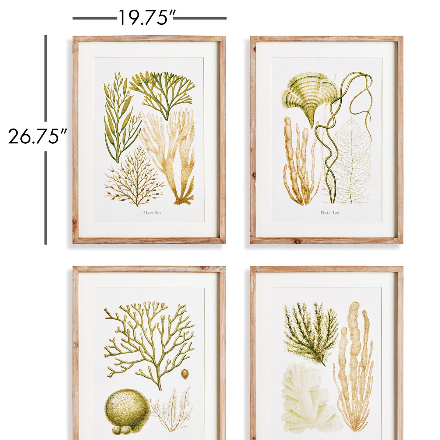 Elevate your home decor with these beautifully crafted coral Study wall prints in a coastal themed style. Designed to add warmth and sophistication, these pieces pair burnt amber tones and rich verdant hues with a simple whitewashed wood frame. Perfect for creating an upscale coastal cottage aesthetic, these prints are a must-have addition to any room.