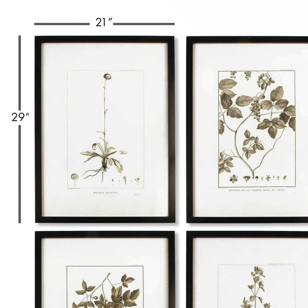 Close-up of black-framed sepia botanical prints showing 21x29 inch dimensions; modern classic style wall decor set.

