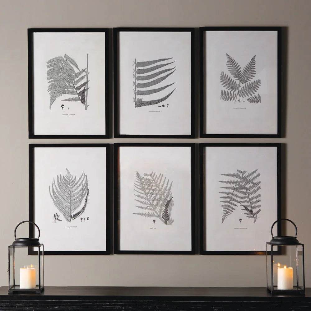 Angled view of six black-framed fern prints with grayscale botanical illustrations, perfect for gallery wall display.