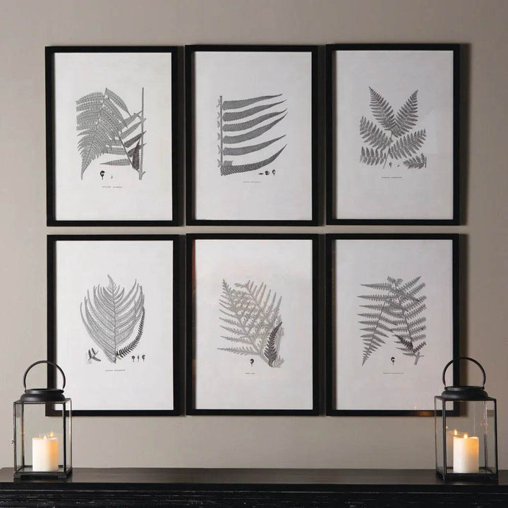 Angled view of six black-framed fern prints with grayscale botanical illustrations, perfect for gallery wall display.