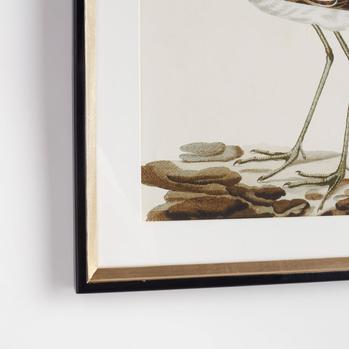 Close-up of black and gold wood frame with ivory matboard surrounding scientific bird illustration print under glass – Transitional