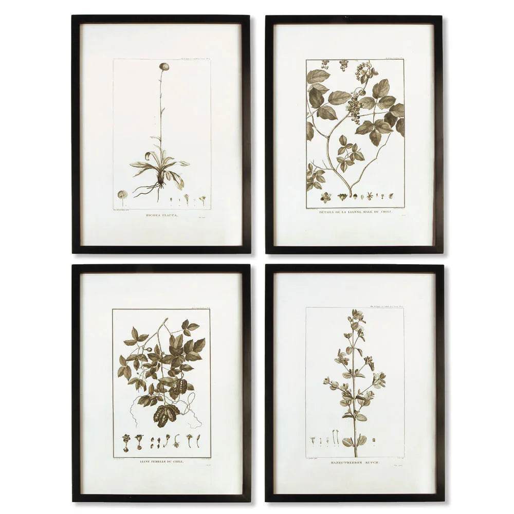 Set of four framed sepia botanical prints in black wood frames; modern classic wall art in vertical portrait format.

