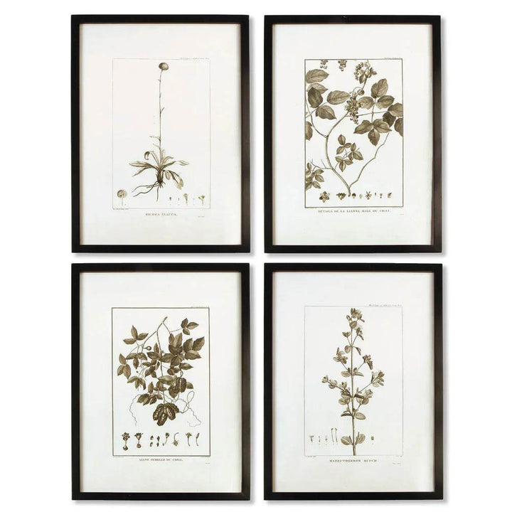 Set of four framed sepia botanical prints in black wood frames; modern classic wall art in vertical portrait format.


