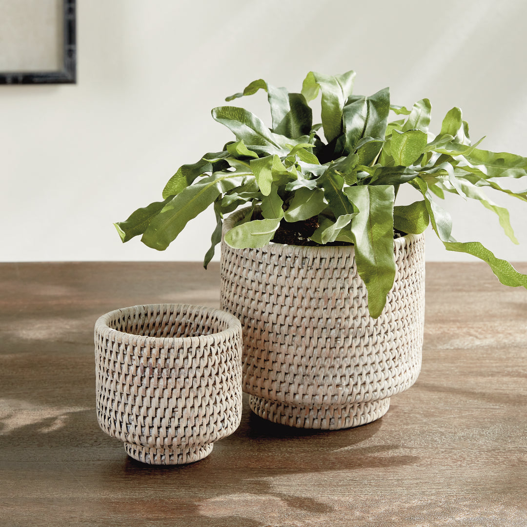 Whitewash rattan cachepot set on a stone table, with green fern leaves spilling from the larger pot - Coastal Transitional