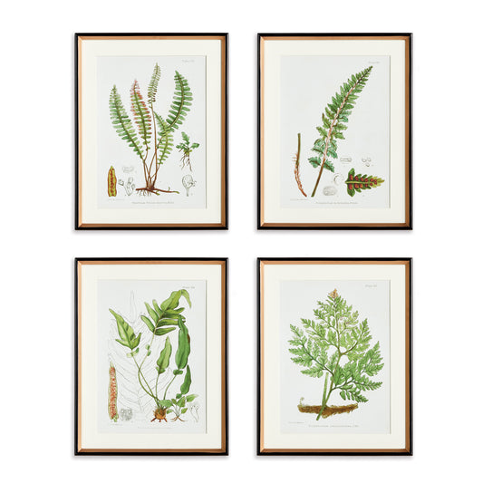 Fern lovers know that every variety is more intriguing than the next. This fern study highlights this fact and shows in illustrated detail just how diverse this lush plant really is. Finished off with an elegant gold and black frame, it is a formal set for hallway, study or bedroom.