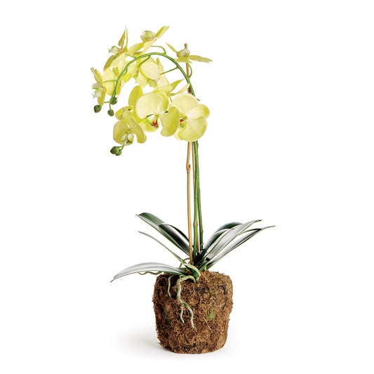 Phalaenopsis Yellow Orchid Drop-In 23"