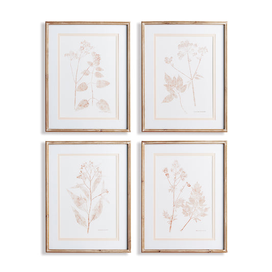 Blush Botanical Study Wall Prints, Set Of 4