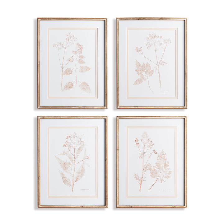 Blush Botanical Study Wall Prints, Set Of 4