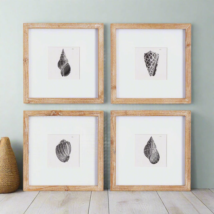 Seashell Coastal Wall Prints, Set Of 4