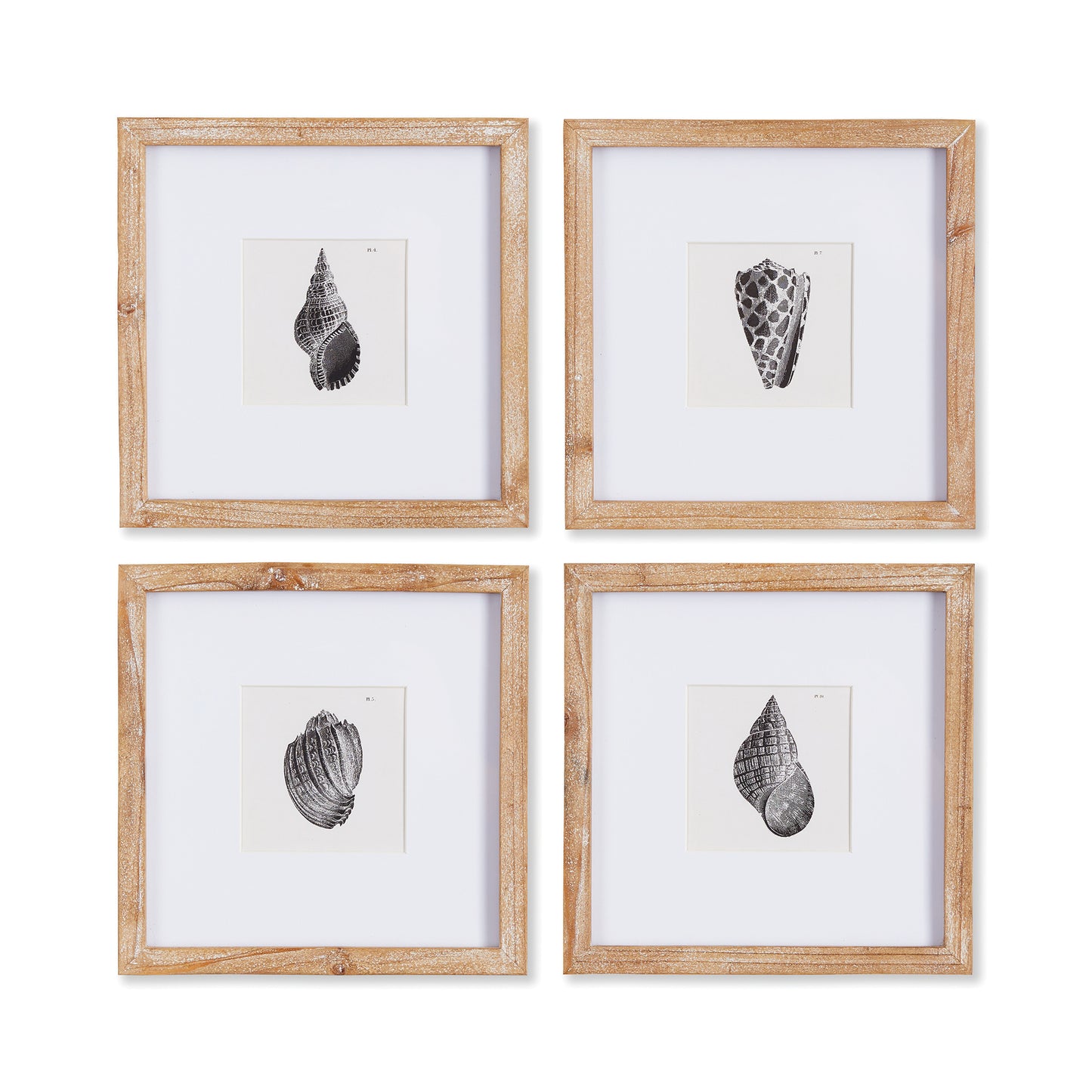 Capture the natural elegance of the seaside with Seashell Coastal Wall Prints, Set Of 4. These petite prints, framed in natural wood, beautifully showcase the detailed beauty of nature in black and white. A perfect addition to any coastal decor, these prints offer a stunning display of nature's intricacies.