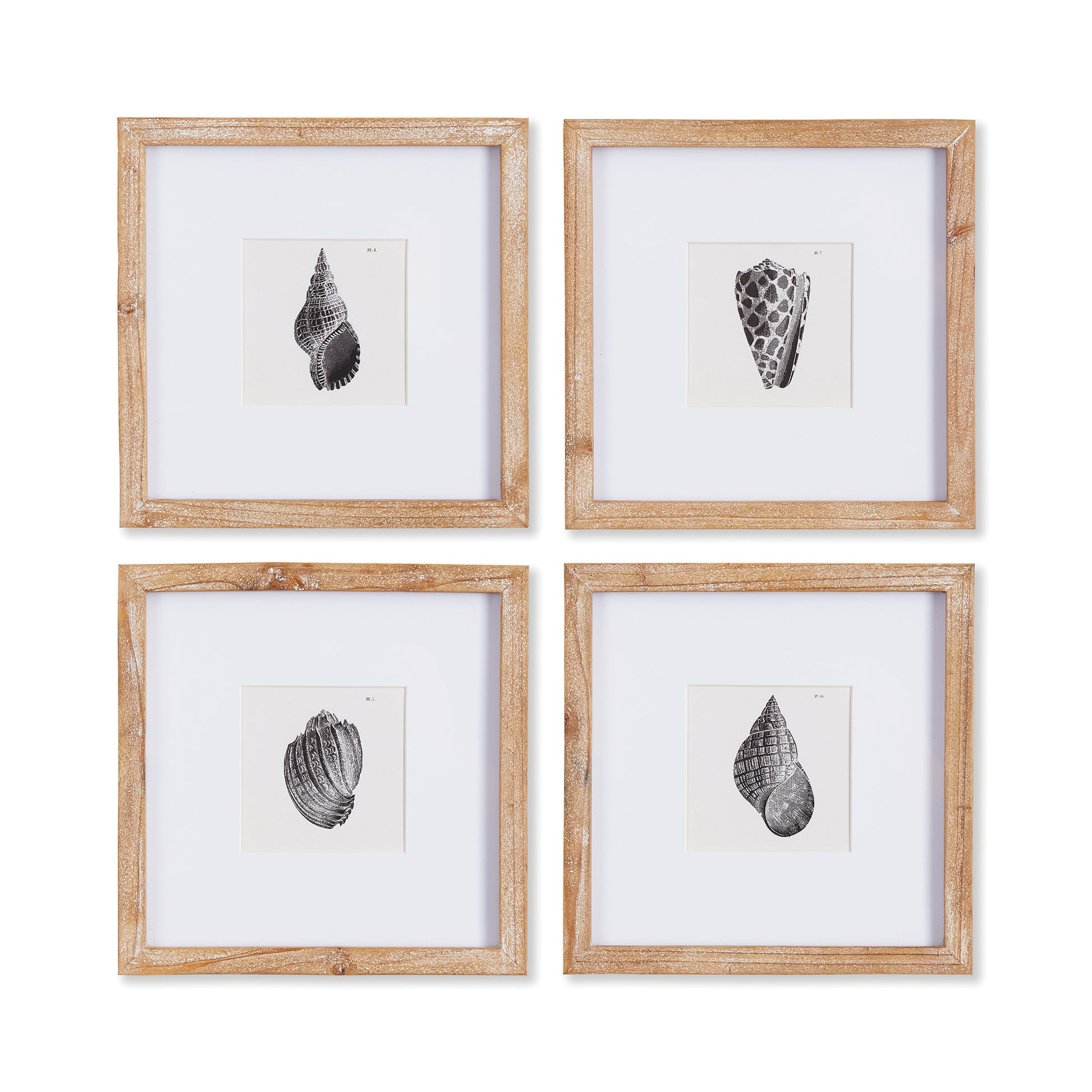 Capture the natural elegance of the seaside with Seashell Coastal Wall Prints, Set Of 4. These petite prints, framed in natural wood, beautifully showcase the detailed beauty of nature in black and white. A perfect addition to any coastal decor, these prints offer a stunning display of nature's intricacies.