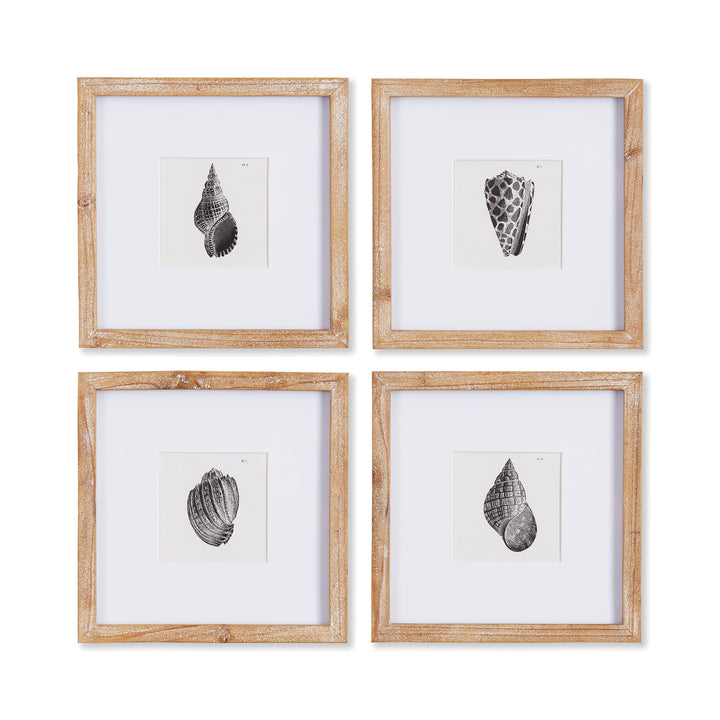 Capture the natural elegance of the seaside with Seashell Coastal Wall Prints, Set Of 4. These petite prints, framed in natural wood, beautifully showcase the detailed beauty of nature in black and white. A perfect addition to any coastal decor, these prints offer a stunning display of nature's intricacies.