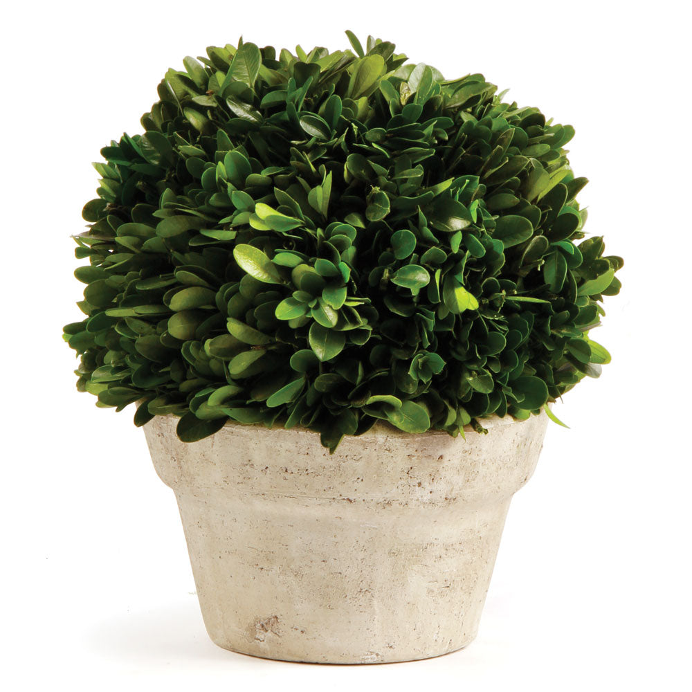 Real English boxwoods, preserved and painstakingly assembled by our masterful artists. This classic arrangement  is artfully arranged and preserved to perfection. A home accent steeped in tradition and classic charm.