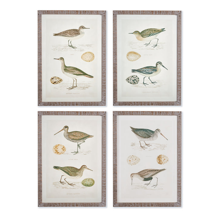 Set of 4 coastal bird and egg study prints in natural wood frames, styled for a heritage-inspired coastal gallery wall arrangement.

