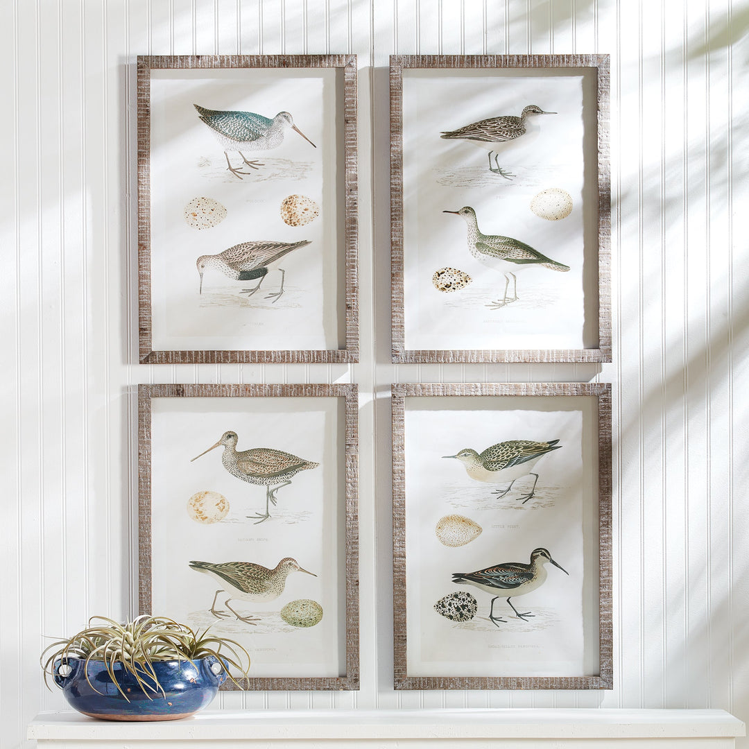 Framed coastal bird study prints with vintage egg illustrations in a sunlit entryway, perfect for neutral and nature-inspired decor.

