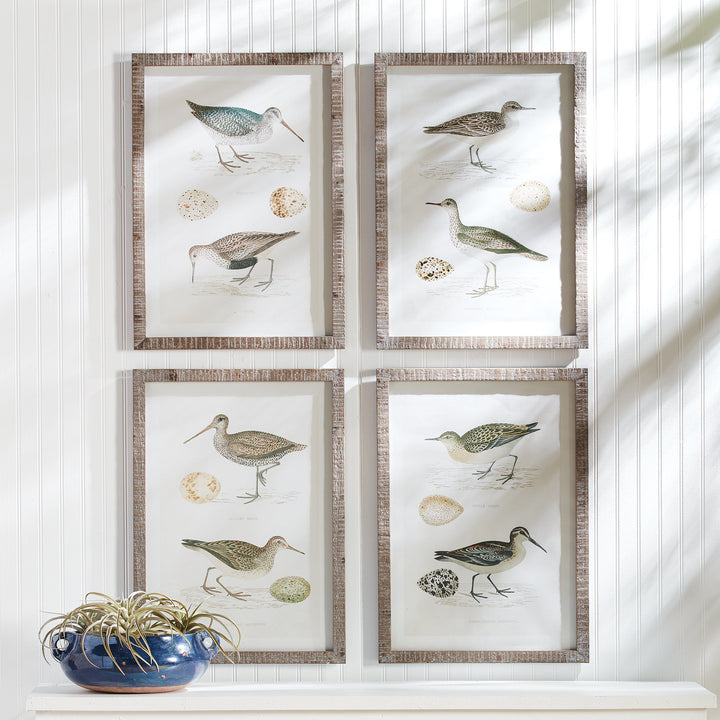 Framed coastal bird study prints with vintage egg illustrations in a sunlit entryway, perfect for neutral and nature-inspired decor.

