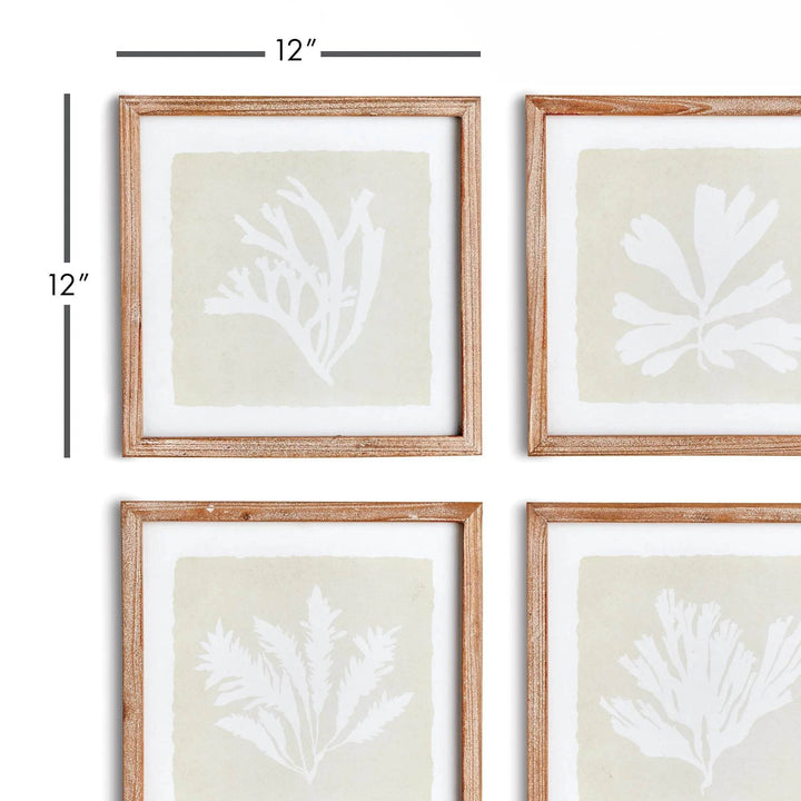 Size guide image showing 12"x12" dimensions for framed seaweed prints, displayed in a grid – Coastal Cottage


