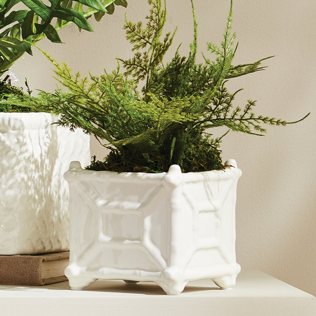 Small white square ceramic cachepot holding fern foliage, with raised bamboo-inspired framing below the leaves | Traditional