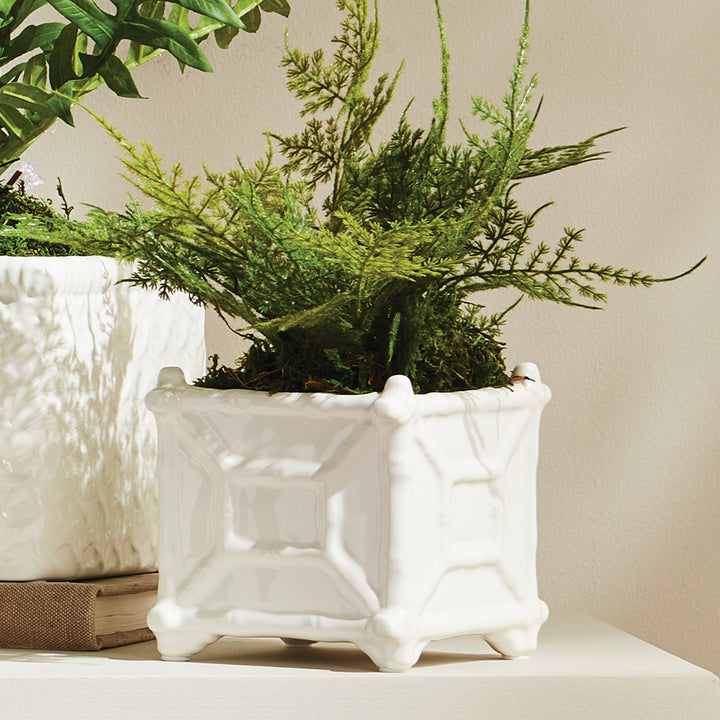 Small white square ceramic cachepot holding fern foliage, with raised bamboo-inspired framing below the leaves | Traditional