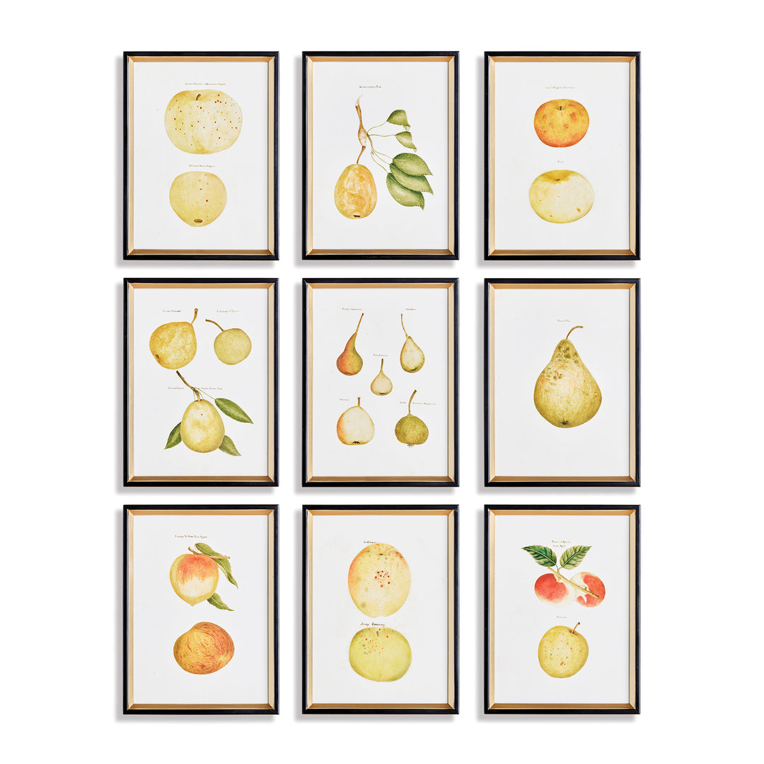 Assorted Fruits Study Prints, Set Of 9