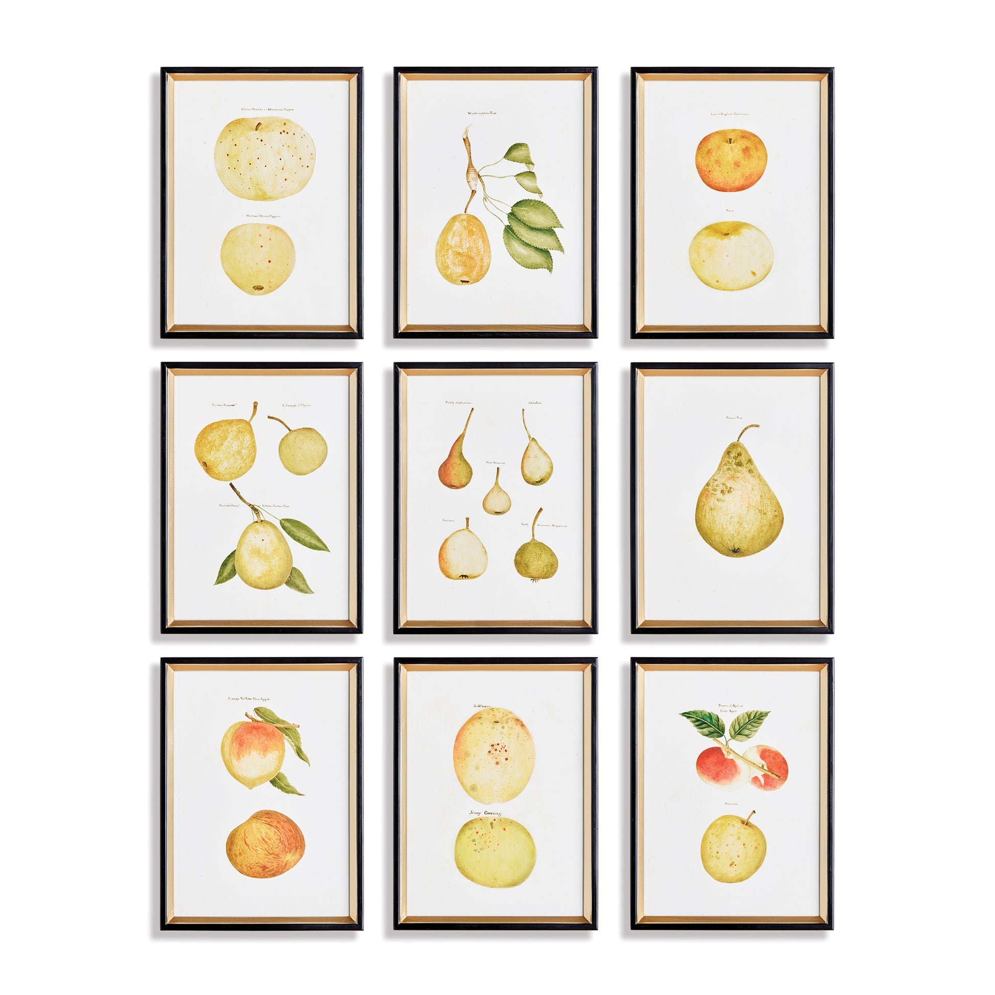 Capturing the intricate details and subtle colors of various fruits, this set of nine study prints is perfect for any art or nature lover. The versatile set can be displayed as a whole or divided into vignettes, making it suitable for any sized space. Delve into the beauty of the artist's frequent subject with this extensive, yet simple set that highlights the subtlety of color and form in each variety.