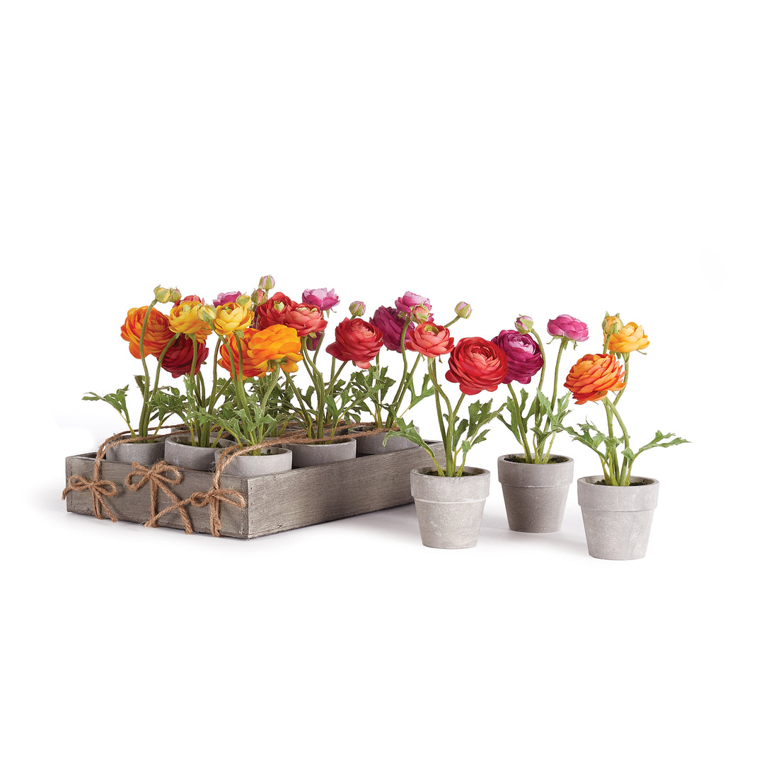 Mini Ranunculi 7" Planter Potted, Set Of 12