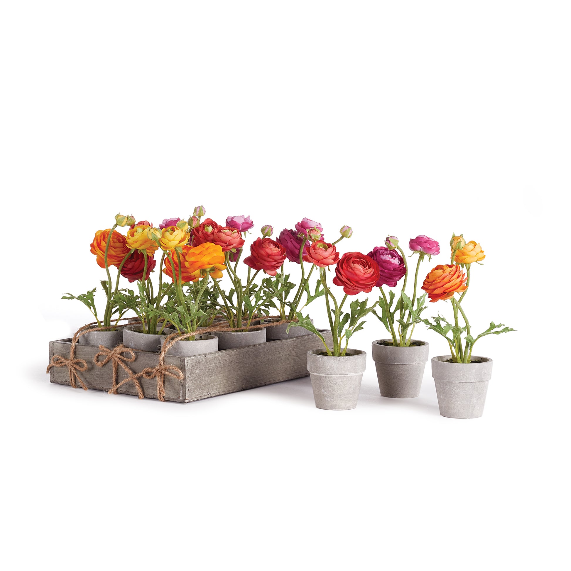 This sweet set of potted Mini Ranunculi come in their own rustic wooden tray. Great for hostess gifts or wrap a name tag around each and use as charming place cards.