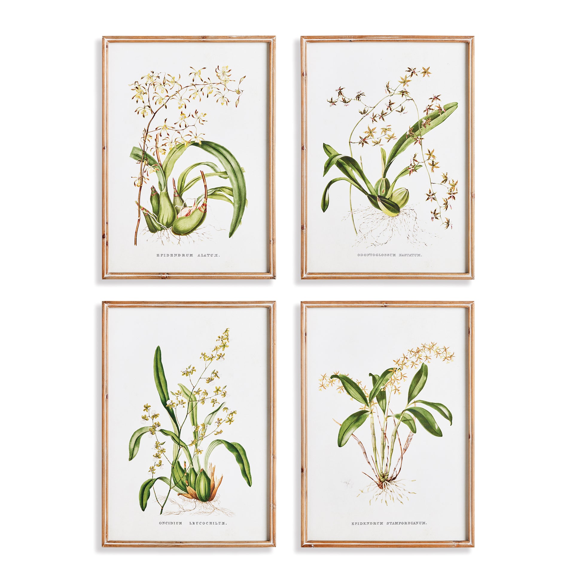 There are endless orchid species, each with their own brilliant characteristics. Those distinctive qualities are highlighted in this set of prints. Hang them together, or separate into pairs. The fir wood frames with a simple profile frame them out nicely.