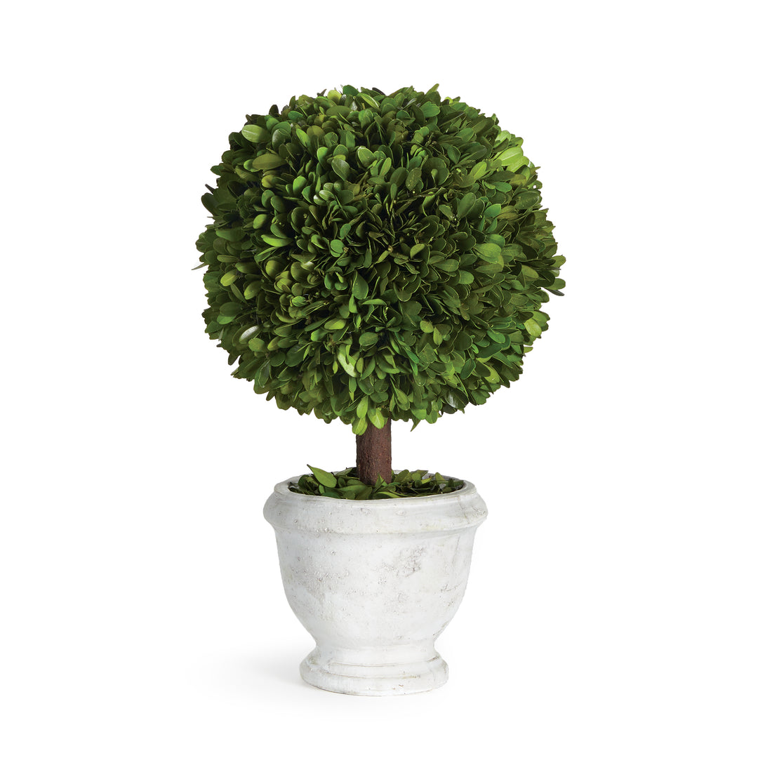 Boxwood Single 9" Ball Topiary In Planter Pot