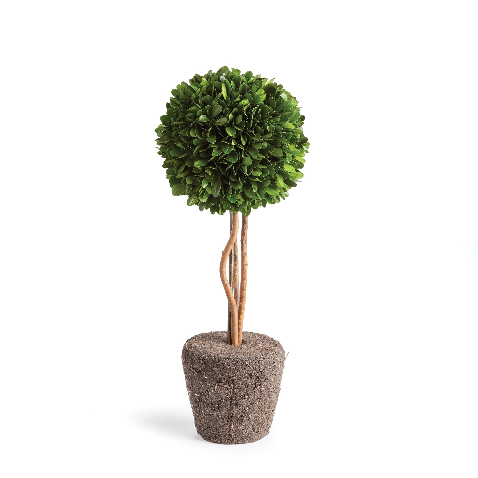 Introducing a novel idea, real English boxwoods with their own standard root ball, ready to drop in to your favorite vessel. It's never been easier. Preserved and painstakingly assembled by our masterful topiary artists, and now customizable to your choice of pot. The possibilities are endless!