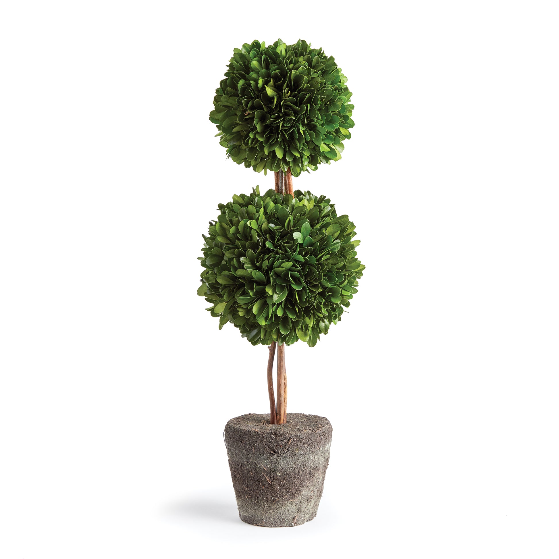 Introducing a novel idea, real English boxwoods with their own standard root ball, ready to drop in to your favorite vessel. It's never been easier. Preserved and painstakingly assembled by our masterful topiary artists, and now customizable to your choice of pot. The possibilities are endless!