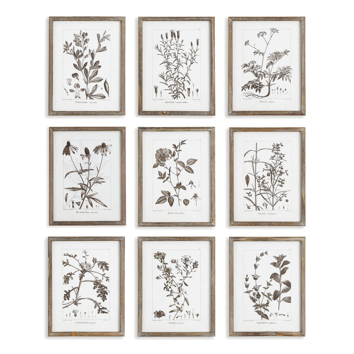 Rustic Foliage Study Wall Prints, Set Of 9