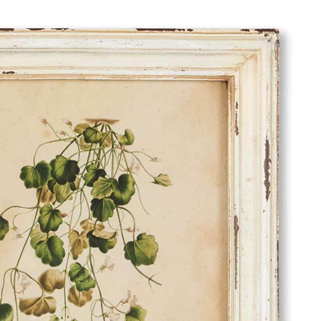 Close-up of antique-style cream distressed frame and vintage botanical wildflower illustration.