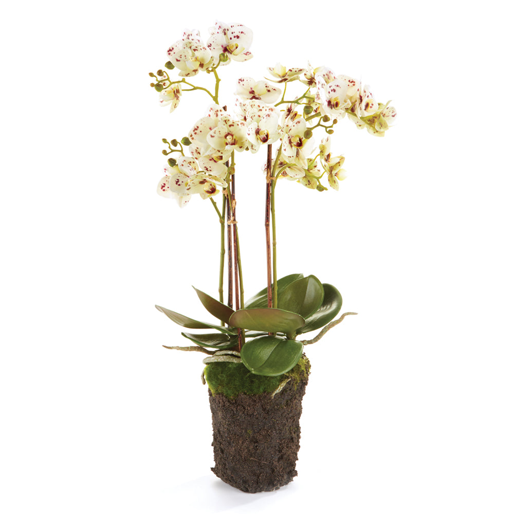 Phalaenopsis White Accent Orchid Drop-In 20"