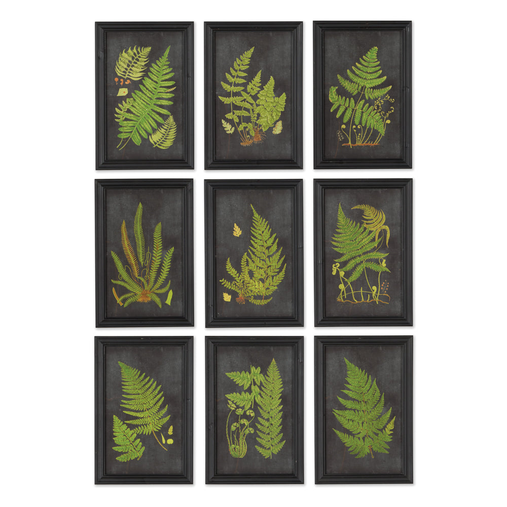 As if pinned carefully within a shadowbox, these fern studies pop off the deep black background. A striking collection of framed prints that will make a bold statement in any setting.