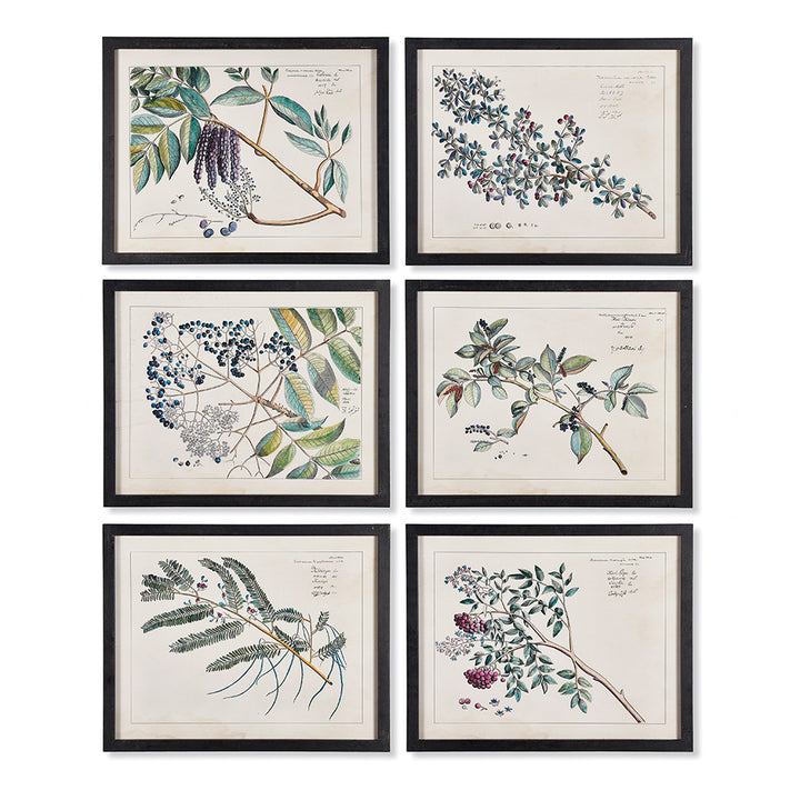 Berry Branch Botanical Study, Set Of 6