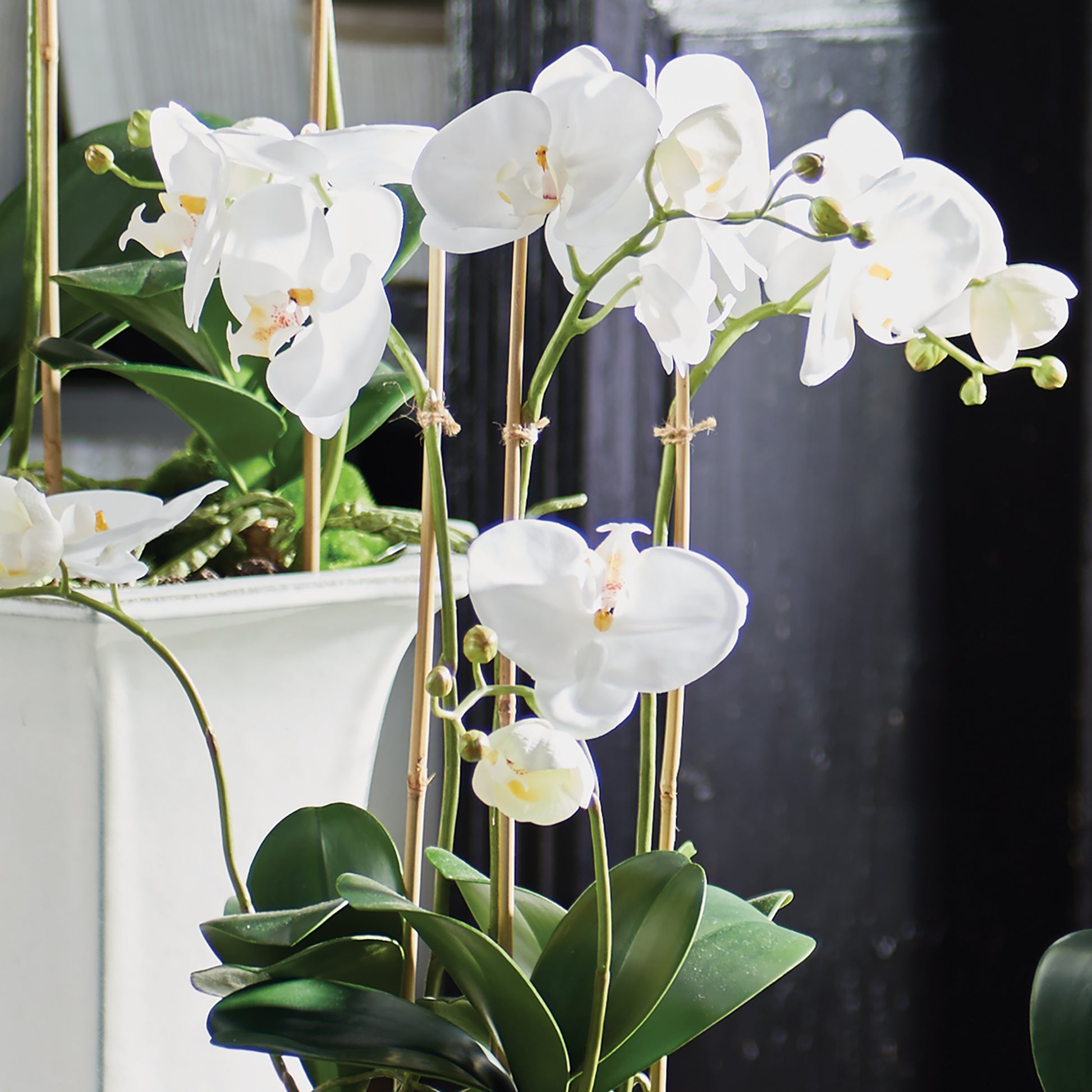 Expertly crafted and designed by industry expert Barclay Butera, this exquisite arrangement features a stunning permanent white orchid and carefully selected vessel. With its sophisticated styling already taken care of, this arrangement will elevate any space. Discover the beauty of this everlasting orchid