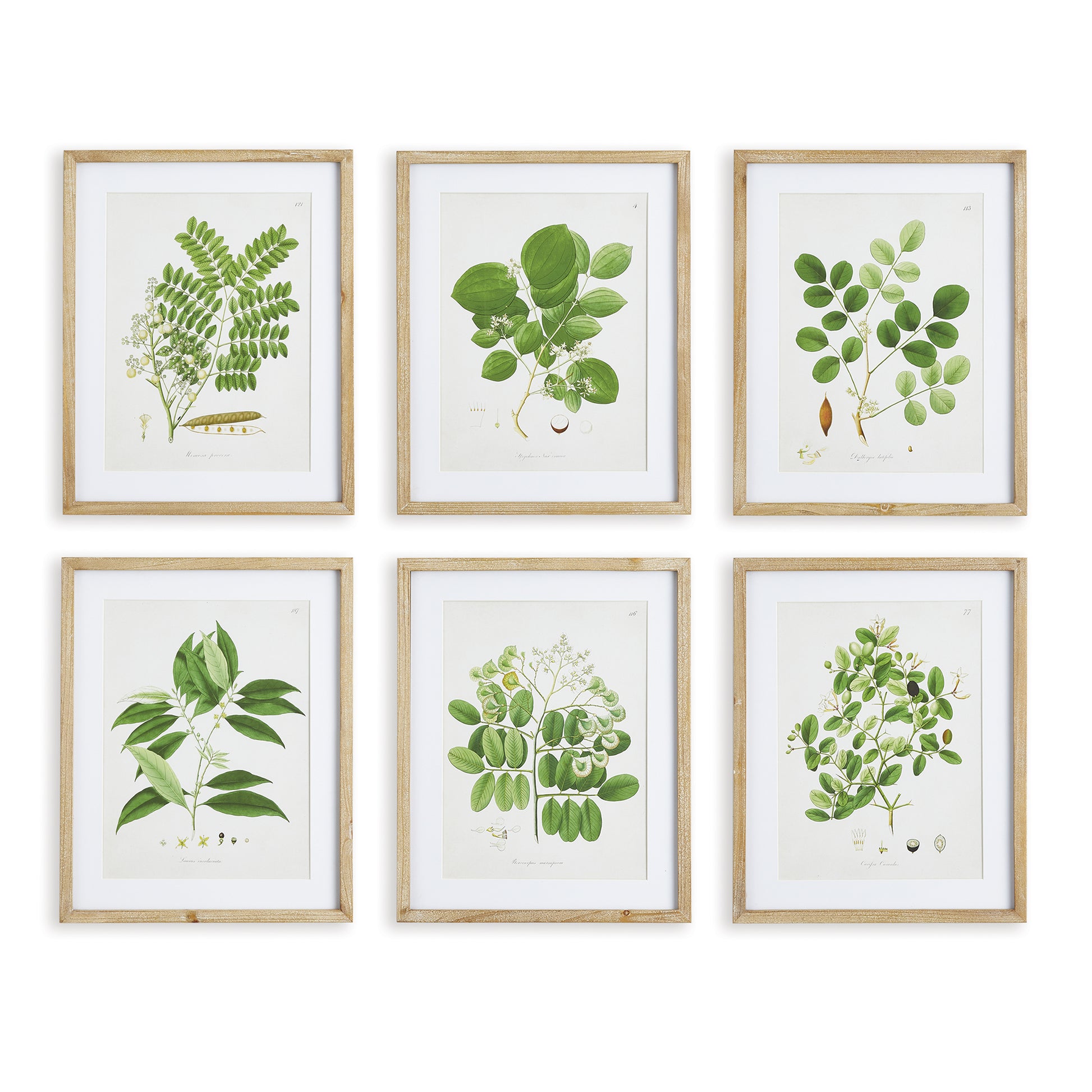 Each with their own signature characteristics, these tree leaf study prints are proof of diversity in nature. The natural wood distressed frames and beveled cardboard mats are a fitting choice for this traditional series.