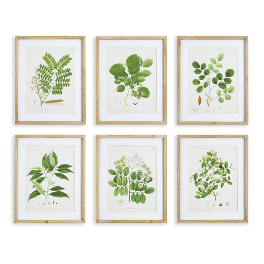 Each with their own signature characteristics, these tree leaf study prints are proof of diversity in nature. The natural wood distressed frames and beveled cardboard mats are a fitting choice for this traditional series.