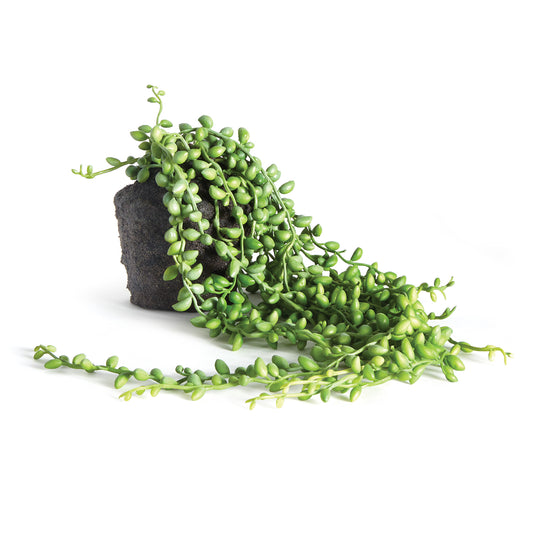 Our Artificial Plants are expertly crafted to replicate the beauty and charm of a mature string of pearls, without the maintenance. Each drop-in is 100% realistic, from the carefully designed root ball to the stunning end result. Add these no-hassle works of art to any decor for a touch of natural elegance.