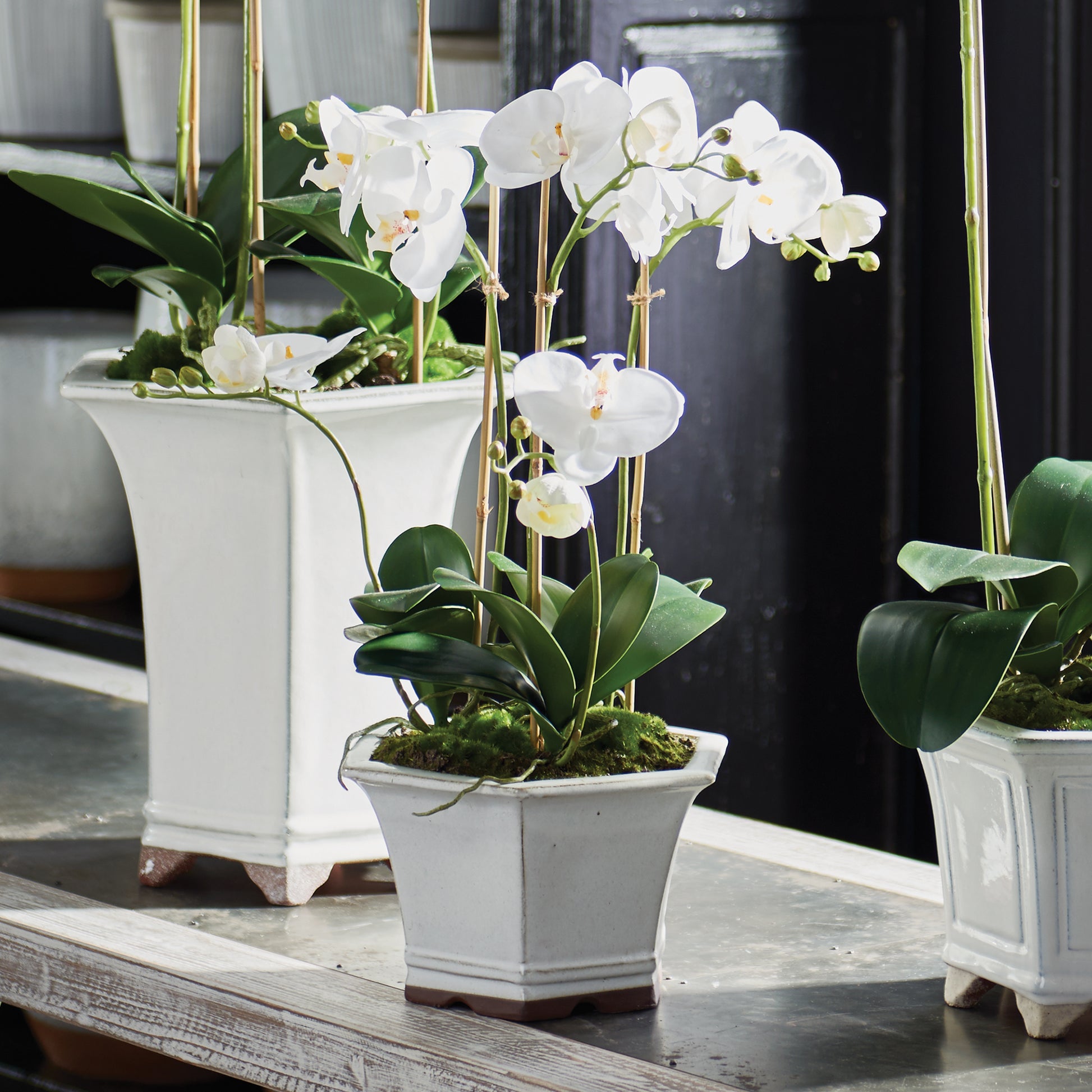 Expertly crafted and designed by industry expert Barclay Butera, this exquisite arrangement features a stunning permanent white orchid and carefully selected vessel. With its sophisticated styling already taken care of, this arrangement will elevate any space. Discover the beauty of this everlasting orchid