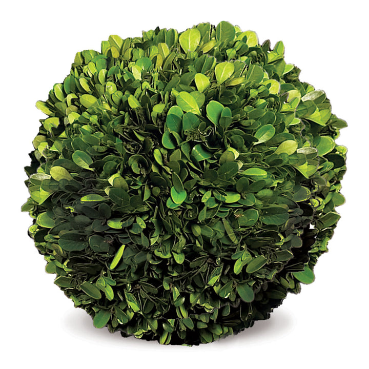 Preserved green boxwood ball shown alone on plain white, with dense natural leaves forming a rounded sphere - Transitional