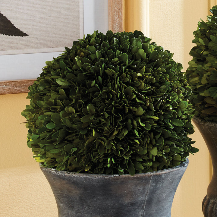 Preserved green boxwood ball displayed in a dark gray planter, with botanical artwork on a pale wall behind - Transitional